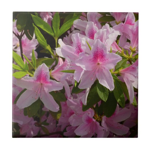 Roze Azalea Struik Spring Floral Tegeltje (Voorkant)