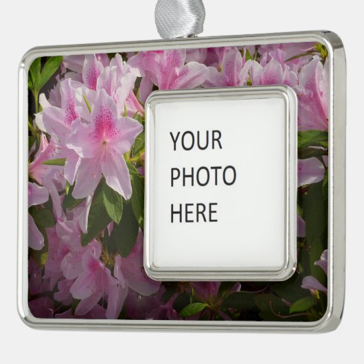 Roze Azalea Struik Spring Floral Verzilverd Omlijst Ornament (Links)
