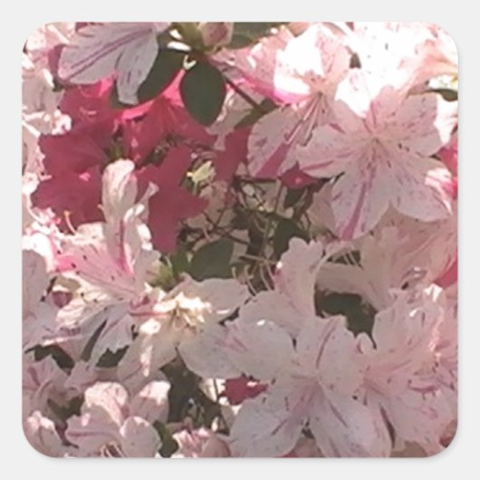 Roze Azalea Vierkante Sticker (Voorkant)