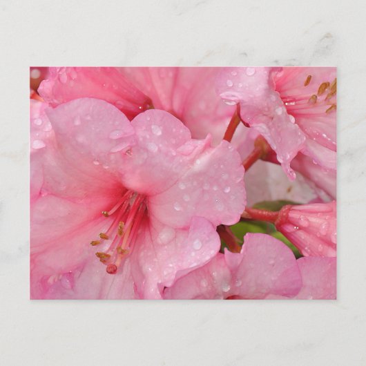 Roze azaleabloemen briefkaart (Voorkant)