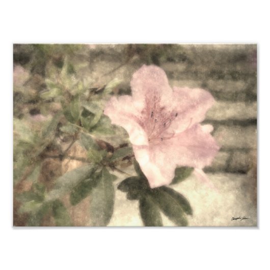 Roze Azaleas 1 Vintage Foto Afdruk (Voorkant)