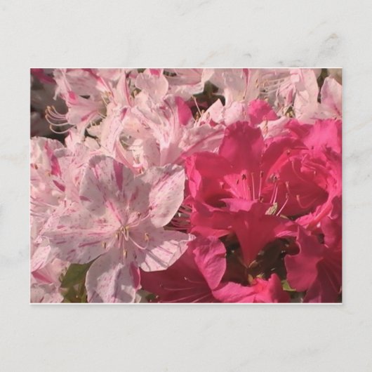 Roze Azaleas Briefkaart (Voorkant)