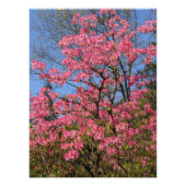  Roze Azaleas Floral Foto Afdruk (Voorkant)