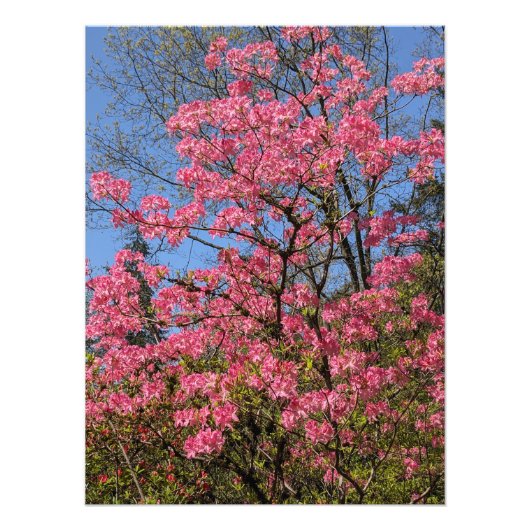 Roze Azaleas Floral Foto Afdruk (Voorkant)
