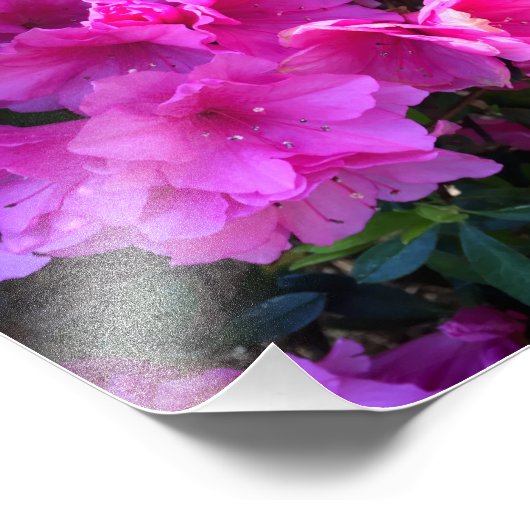 roze Azalea's in Bloom Foto Afdruk (Hoek)