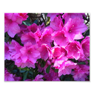  roze Azalea's in Bloom Foto Afdruk