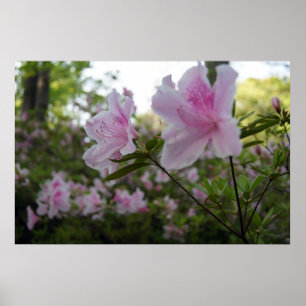 Roze Azaleas in Springtime Poster
