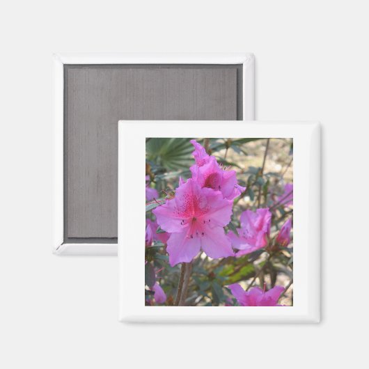 Roze Azaleas Magnet (Voorkant / Achterkant)