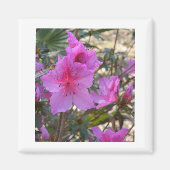 Roze Azaleas Magnet (Voorkant)