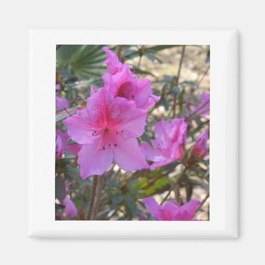 Roze Azaleas Magnet (Voorkant)