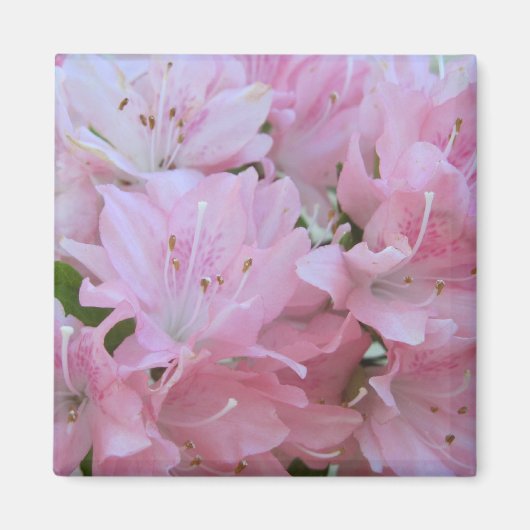 Roze Azaleas Magnets Magneet (Voorkant)