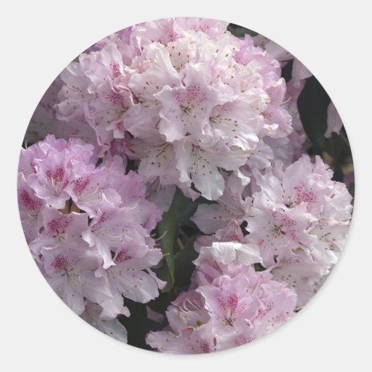 Roze Azalea's, Rhododendron Tuinbloemen Ronde Sticker (Voorkant)
