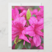 roze azaleatbloemen (Achterkant)