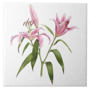 Roze Aziatische Stargazer-lelie Botanische Kunst Tegeltje