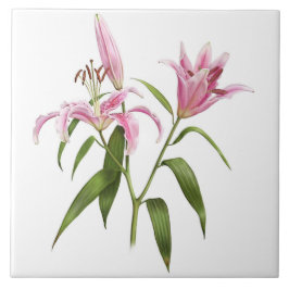 Roze Aziatische Stargazer Lily Botanische Kunst Tegeltje