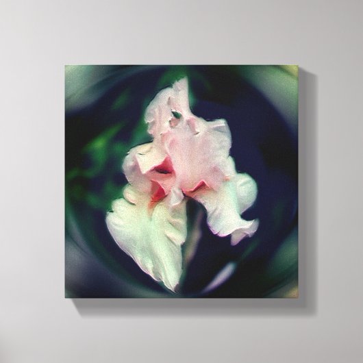 Roze Baardiris Bloem Kunst Canvas Afdruk (Voorkant)