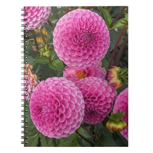 Roze bal Dahlias Floral Notitieboek (Voorkant)