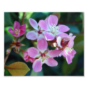 Roze Ballerina Blossom Foto afdrukken