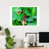 Roze banaan, Musa roze fluwelen, Olieverf Poster (Thuiskantoor)