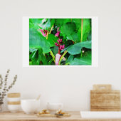 Roze banaan, Musa roze fluwelen, Olieverf Poster (Keuken)