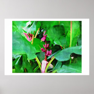 Roze banaan, Musa roze fluwelen, Olieverf Poster