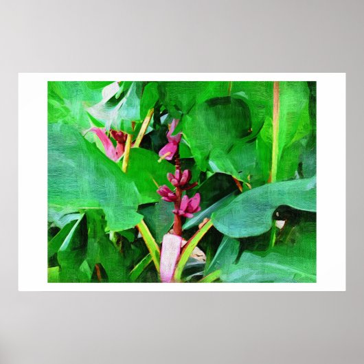 Roze banaan, Musa roze fluwelen, Olieverf Poster (Voorkant)