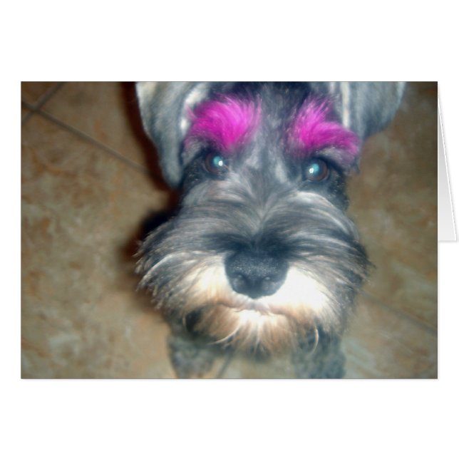 Roze band - Miniatuur Schnauzer (Voorkant Horizontaal)