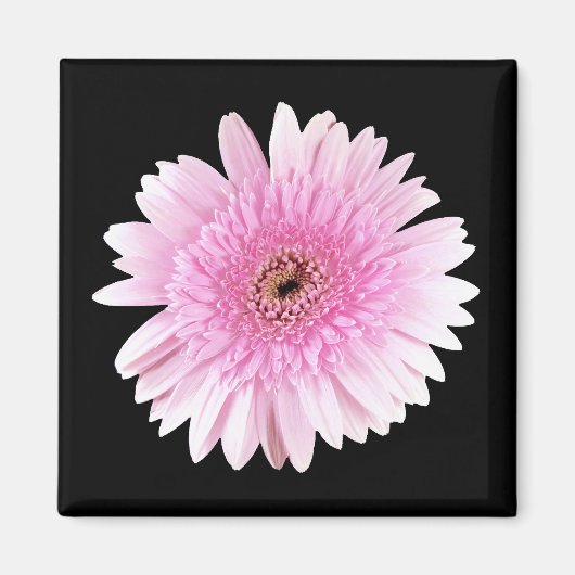 Roze barst magneet (Voorkant)