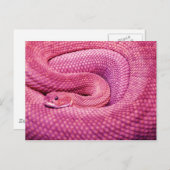 Roze Basilisk Rattlesnake Briefkaart (Voorkant / Achterkant)