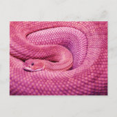 Roze Basilisk Rattlesnake Briefkaart (Voorkant)