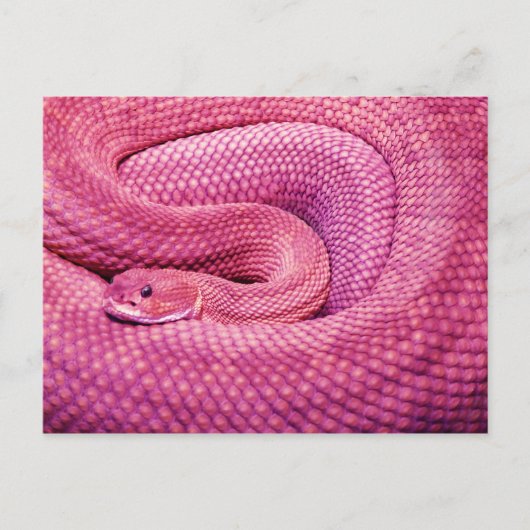 Roze Basilisk Rattlesnake Briefkaart (Voorkant)