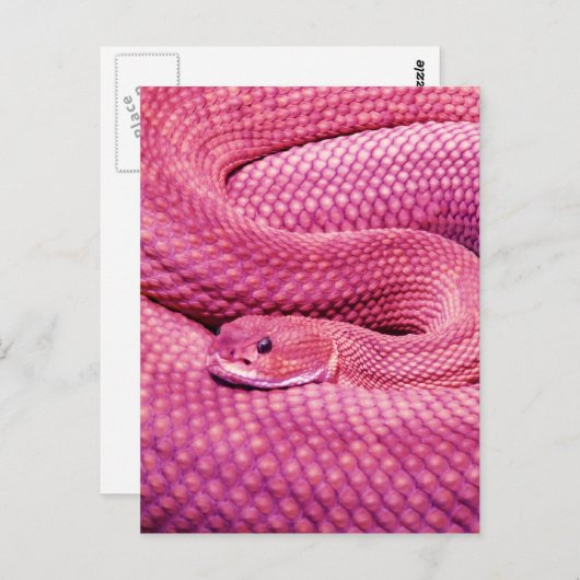 Roze Basilisk Rattlesnake Briefkaart (Voorkant / Achterkant)