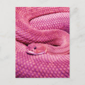 Roze Basilisk Rattlesnake Briefkaart (Voorkant)