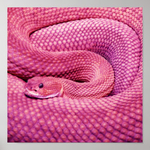 Roze Basilisk Rattlesnake Poster