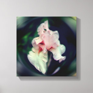 Roze Bearded Iris Bloem Kunst Canvas Afdruk