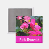  roze bedelonia bloemen magneet (Voorkant / Achterkant)