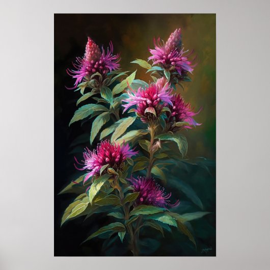 Roze Bee Balm Bloem Art Print Poster (Voorkant)