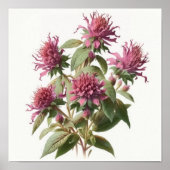Roze Bee Balm Bloem Art Print Poster (Voorkant)