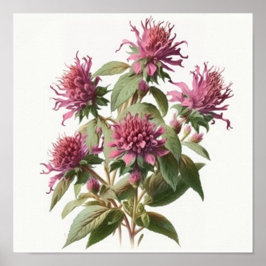 Roze Bee Balm Bloem Art Print Poster (Voorkant)