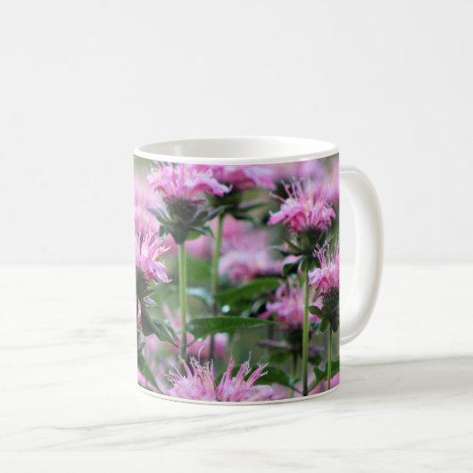 Roze Bee Balm, Monarda Koffiemok (Voorkant rechts)