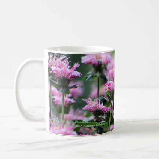Roze Bee Balm, Monarda Koffiemok (Links)