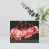 Roze Begonia Angel Wing Flowers Briefkaart (Staand voorkant)