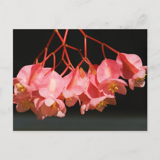 Roze Begonia Angel Wing Flowers Briefkaart (Voorkant)