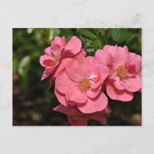 Roze Begonia bloemen Briefkaart