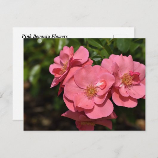 Roze Begonia bloemen Briefkaart (Voorkant / Achterkant)