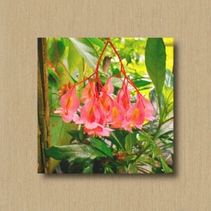 Roze Begonia in een Tuin Canvasprint Canvas Afdruk
