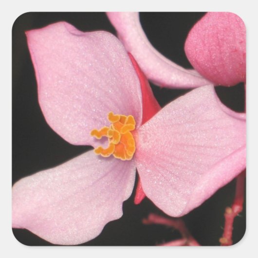 Roze Begonia Sticker (Voorkant)