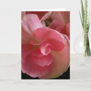 Roze Begonias, digitaal Wenskaart voor het schilde Kaart