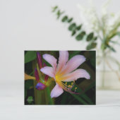 Roze Belladonna Lelie Bloem Ansichtkaart Briefkaart (Staand voorkant)
