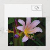 Roze Belladonna Lelie Bloem Ansichtkaart Briefkaart (Voorkant / Achterkant)